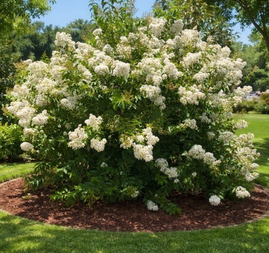 A large, bushy shrub with clusters of white flowers, surrounded by mulch in a well-maintained garden with green grass and trees in the background.
