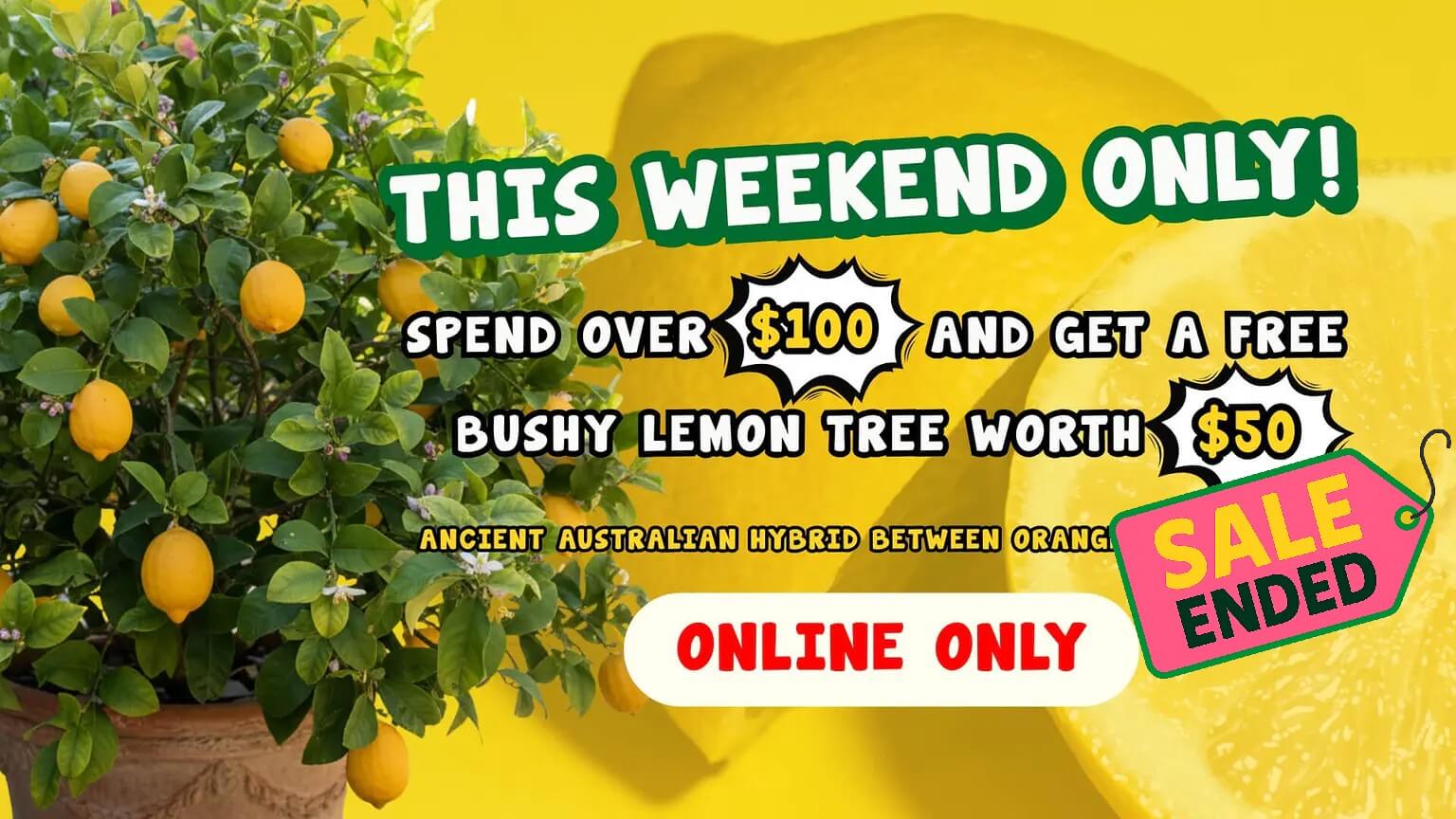 FREE Meyer Lemon Tree Valued at $50