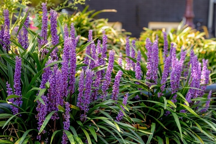 Clusters of vibrant purple Liriope flowers with long, narrow green leaves growing outdoors in a garden.