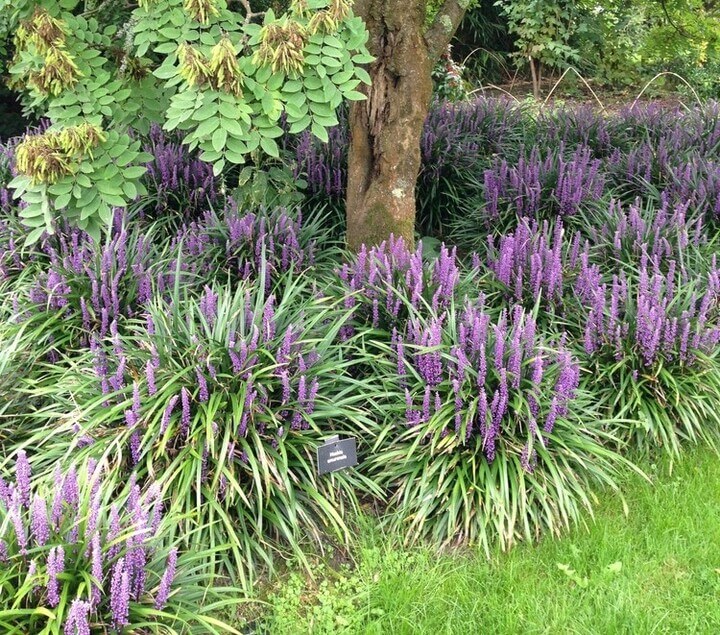 Clusters of green, grass-like Liriope plants with spikes of purple flowers grow beneath a tree in a landscaped garden area.