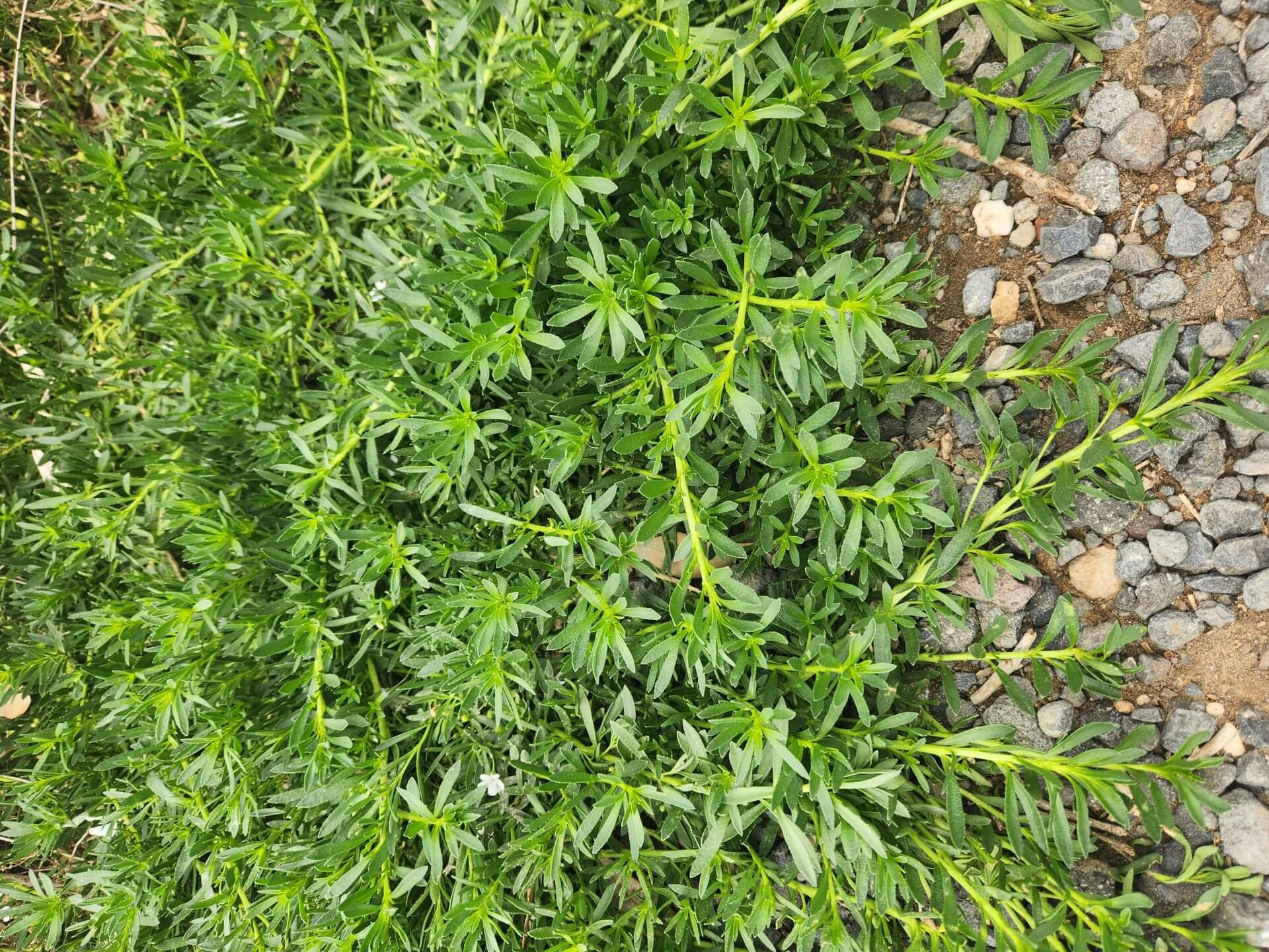 Dense green leafy ground cover next to small grey rocks and earth, highlighted by the vibrant blooms of Lagerstroemia 'Pinky Pink™' Crepe Myrtle 8" Pot that add a splash of colour to the landscape.