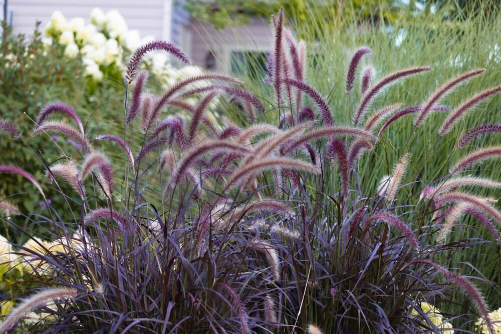 Pennisetum 'Purple Fountain/Foxtail Grass'