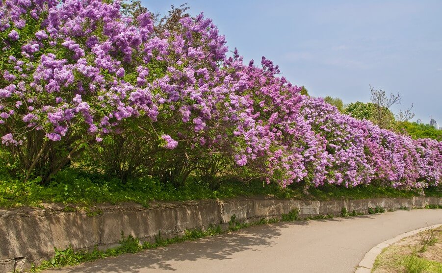 A row of Syringa 'Tinkerbelle™' Lilac blooms with purple flowers in 10" pots, lining a stone wall beside a paved path under a clear sky.