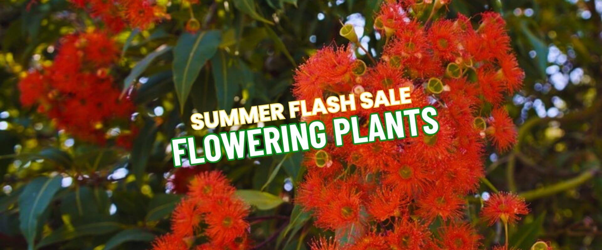 Clusters of bright red flowering plants with the text "Summer Growers Direct Flash Sale Flowering Plants" overlaid in bold letters.