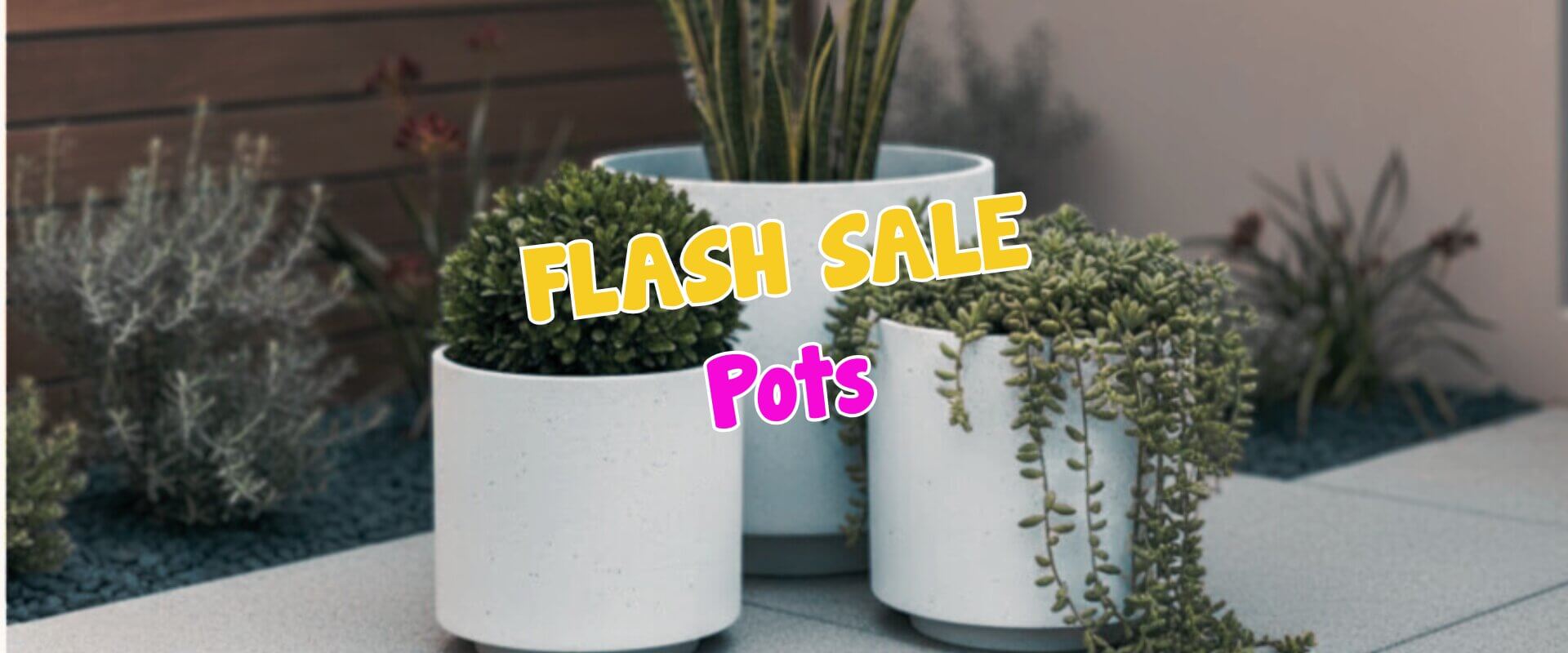 Three white ceramic pots with lush green plants sit on a tiled outdoor surface, with text overlay: "Bougainvilleas Flash Sale Pots".