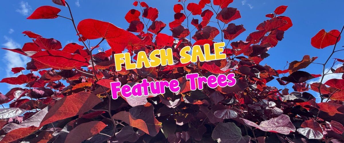 Red-leaved trees against a blue sky with text overlay reading "FLASH SALE Feature Trees" in bold, colourful font—perfect for any plant auction sale event.