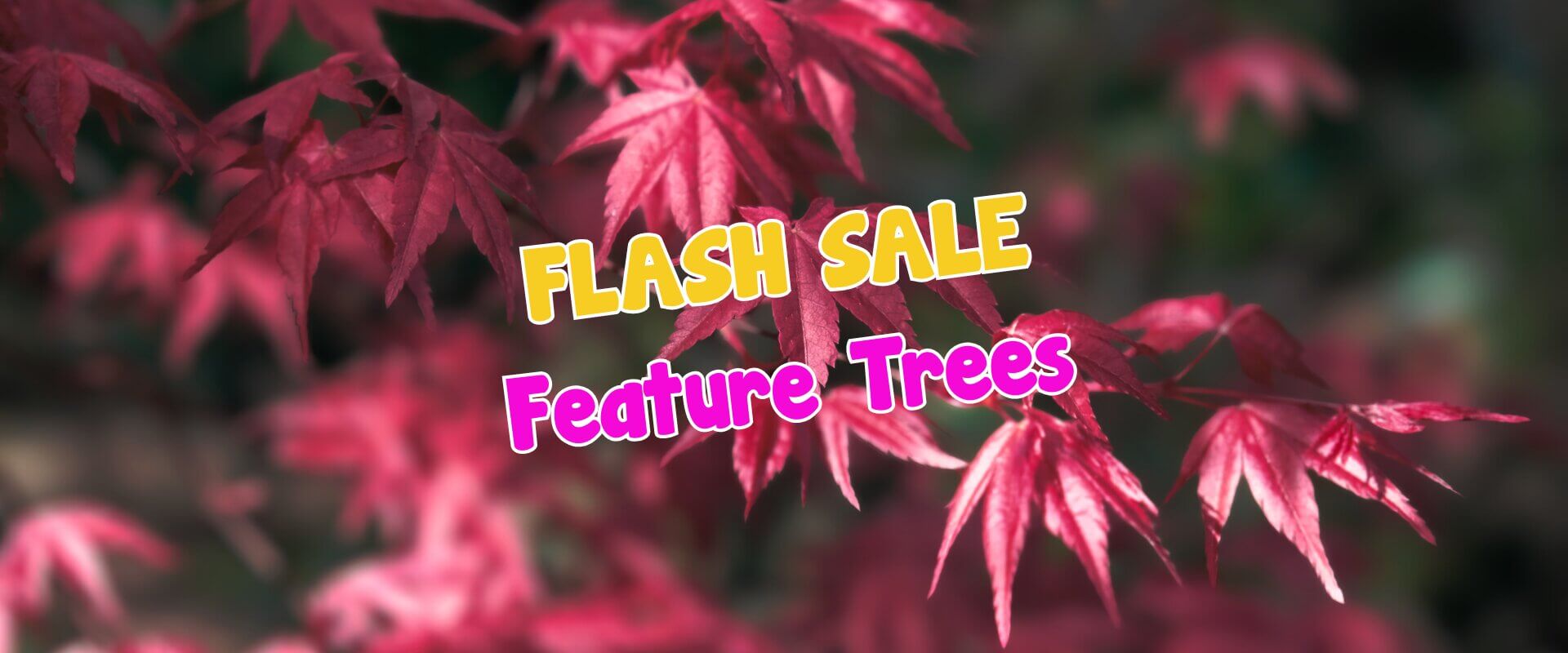 Red Japanese maple leaves with bold text overlay reading "Bougainvilleas Flash Sale Feature Trees" in vibrant yellow and pink.