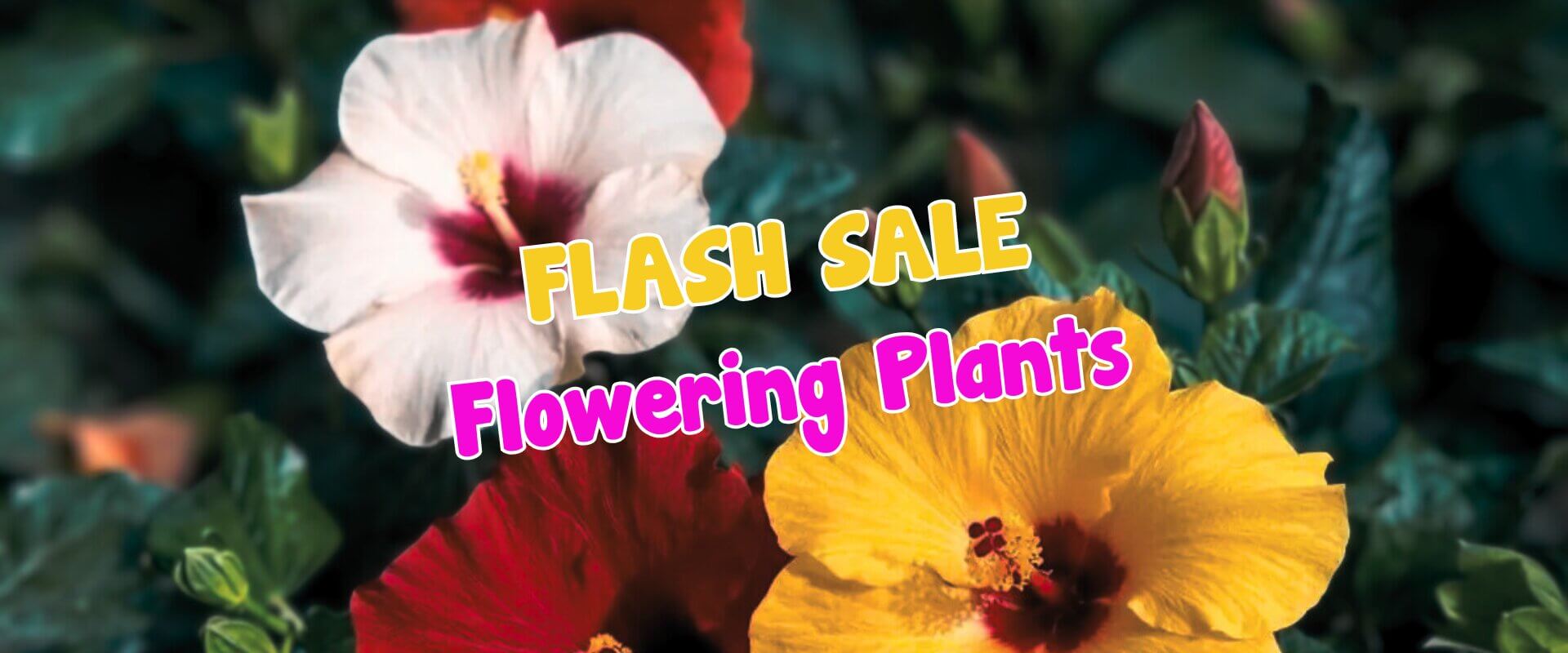 Red, yellow, and white hibiscus flowers with green leaves in the background. Text overlaid reads "FLASH SALE Flowering Plants & Bougainvilleas.