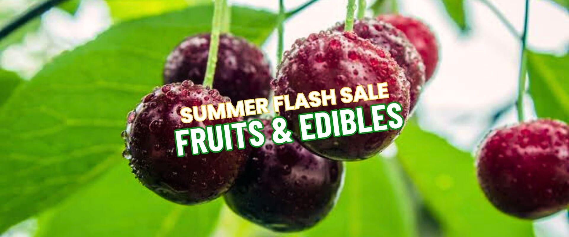 Close-up of cherries with water droplets on the stem, overlaid with text: "Summer Growers Direct Flash Sale—Fruits & Edibles.