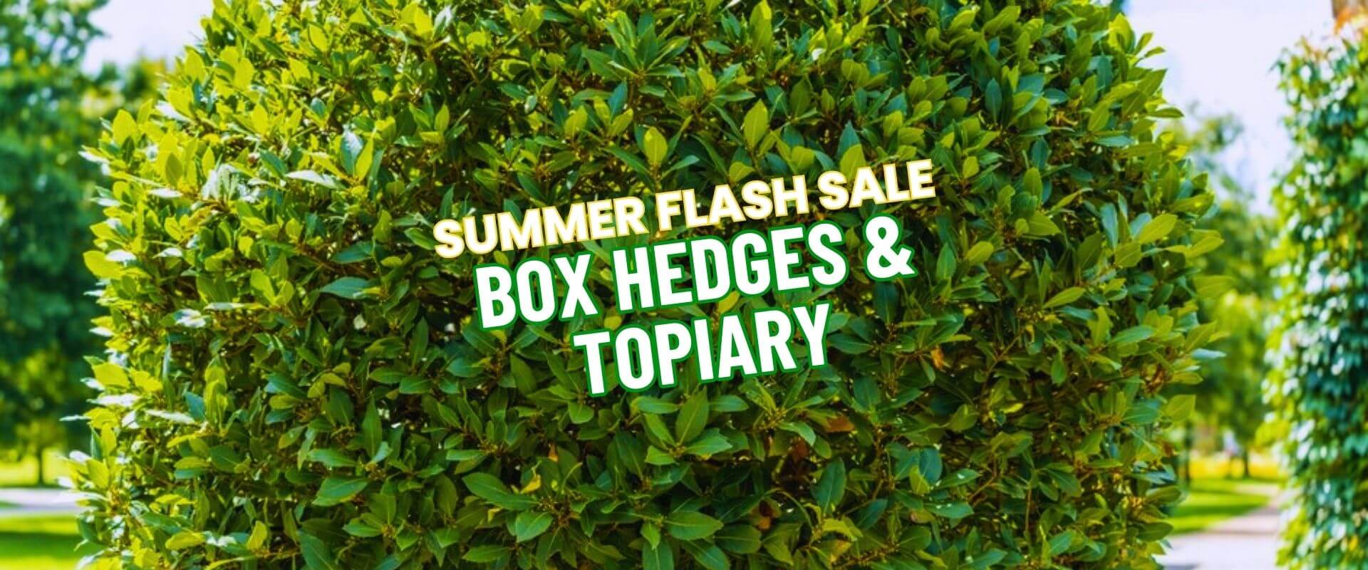 A neatly trimmed green box hedge with overlaid text reading, "Summer Growers Direct Flash Sale: Box Hedges & Topiary.
