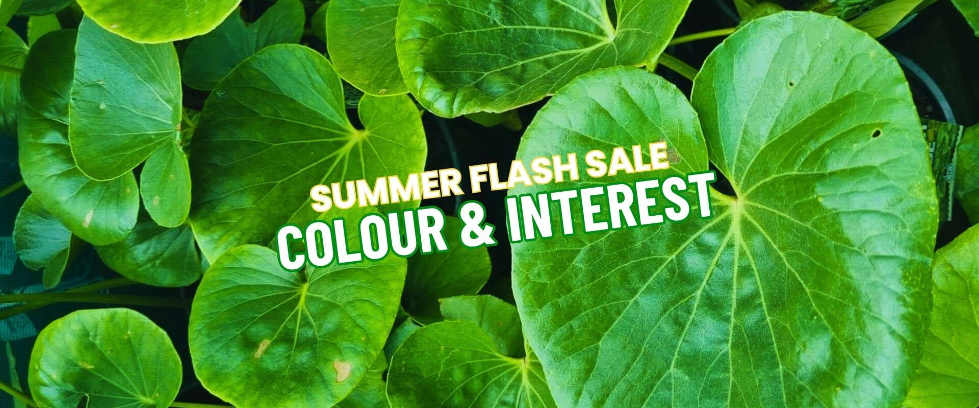 Large green leaves with the text "Summer Growers Direct Flash Sale Colour & Interest" in bold white and yellow letters across the centre.