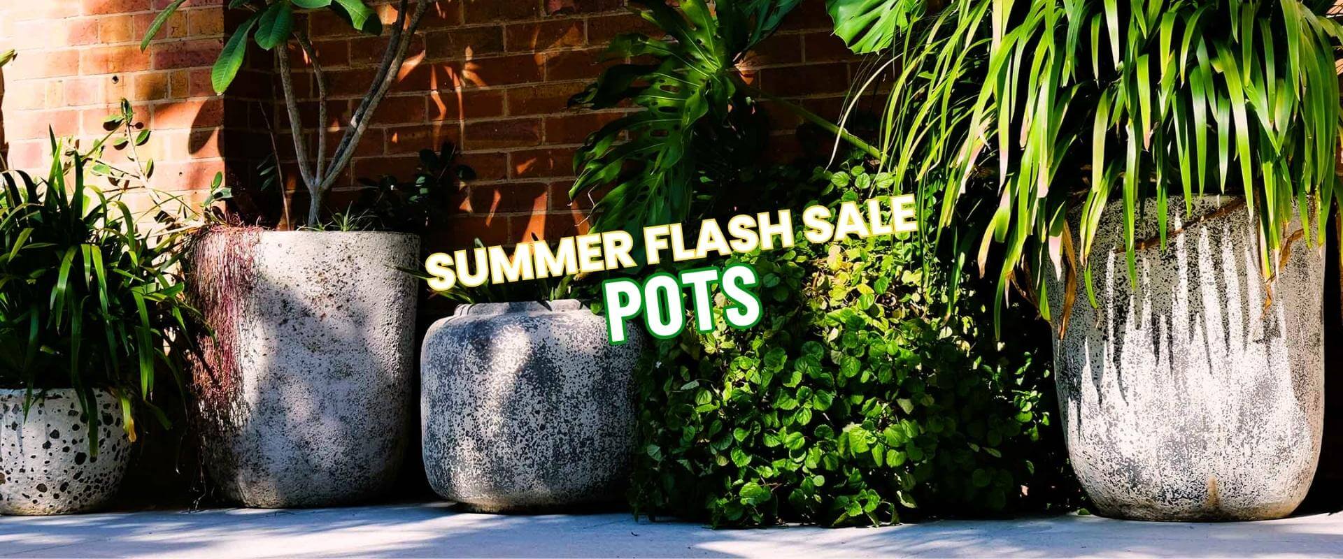 Large decorative pots with lush green plants line up against a brick wall, featuring bold text: "Summer Growers Direct Flash Sale Pots.