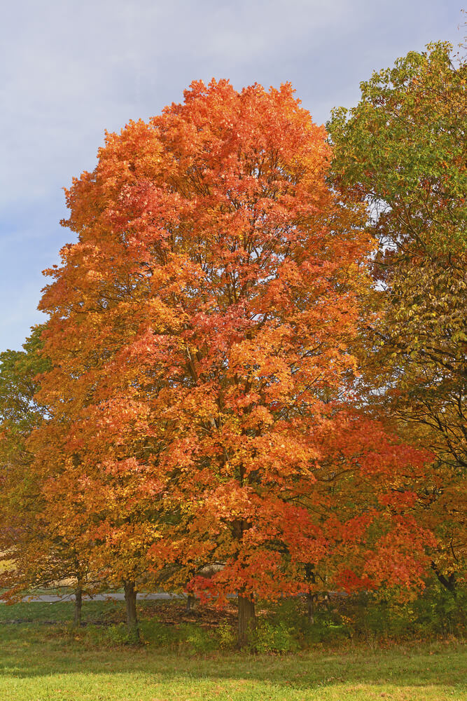 The Acer 'Goldspire' Sugar Maple 16" Pot showcases vivid orange and red autumn foliage, beautifully standing out in a grassy area among other trees beneath a partly cloudy sky.