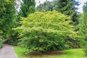 A lush Japanese maple tree with green foliage stands near a dirt path in a landscaped garden surrounded by other trees and greenery.
