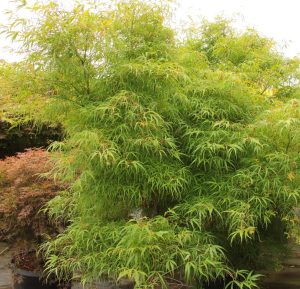 A potted green Acer 'Koto No Ito' Japanese Maple in a 10" pot with slender, feathery leaves stands outdoors among other plants.
