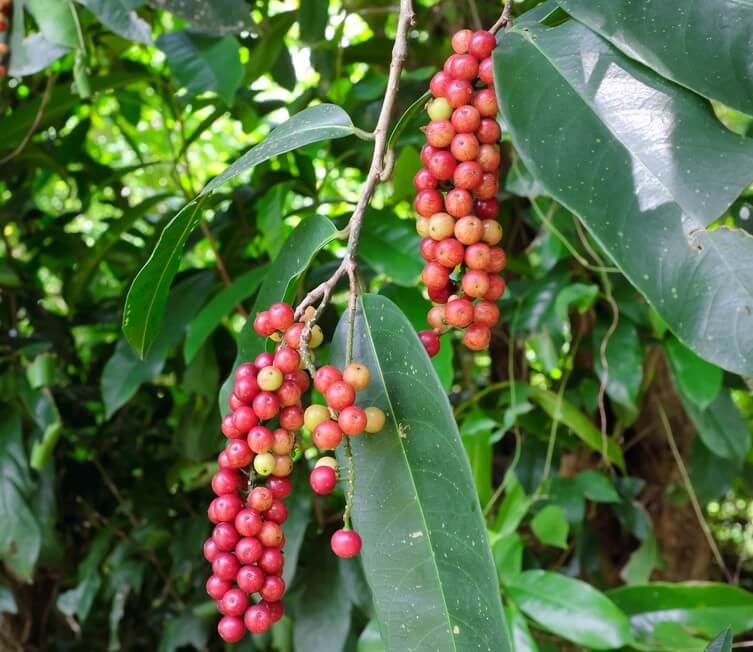 Clusters of small, round red and green berries of Antidesma 'Wild Currant' hang from glossy green leaves in a lush setting—ideal for growing in a 7" Pot.