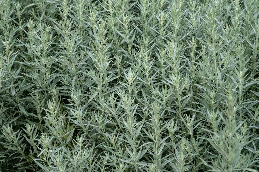 A 15cm pot of Artemisia 'Silver Queen' features a dense cluster of silvery-green, narrow leaves that fill the container.