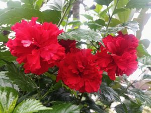 Azalea 'Guanda Red' in a 7" pot features bright red, ruffled blooms and lush green leaves, creating a festive display perfect for Mother’s Day.