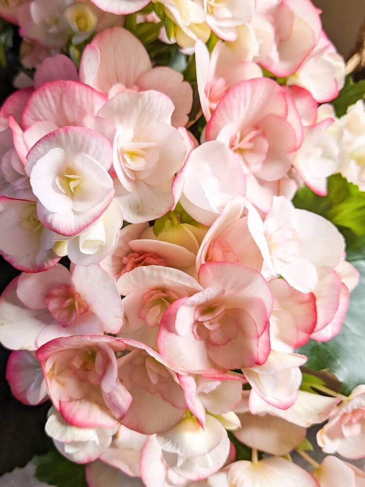 A cluster of light pink and white Begonia 'Bolivian Rouge' blooms with green leaves, featured in a 10" hanging basket.