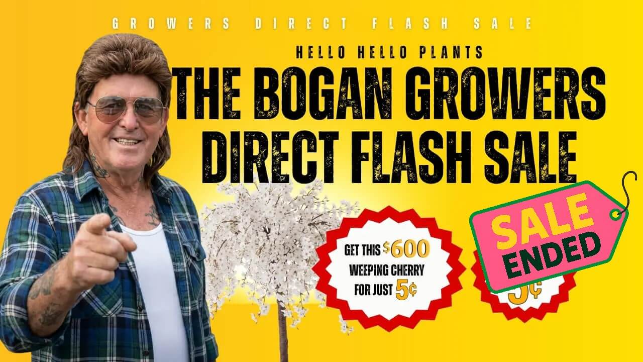 A man in sunglasses and a checked shirt points at the camera next to text promoting a "Bougainvilleas Flash Sale" with a "Sale Ended" tag over a yellow background.