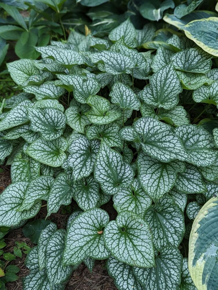 The Brunnera 'Jack Frost' 15cm Pot features a lush cluster of green leaves with striking white veins, growing beautifully together and ideal for adding texture and colour to your garden.