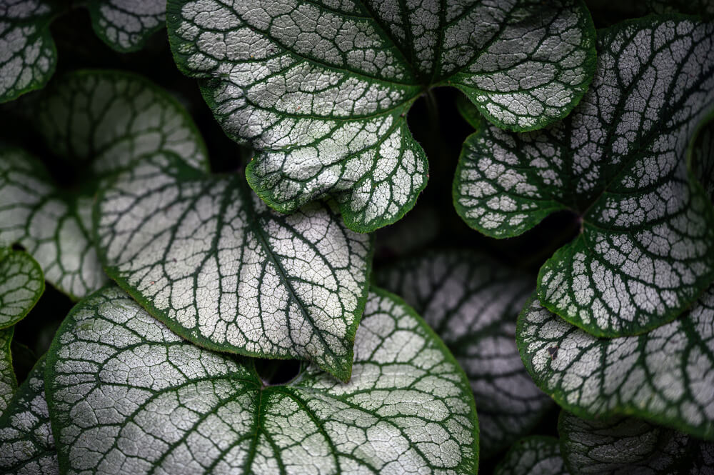 Brunnera 'Stirling Silver’ 15cm Pot featuring silver-white veined, textured leaves that overlap for a lush appearance.