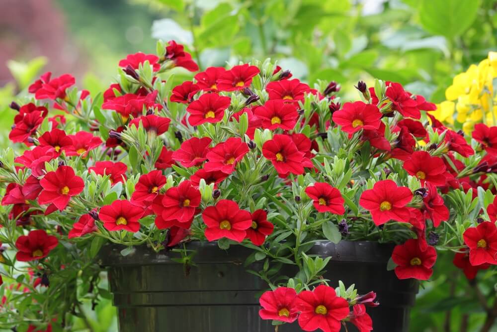 A black pot filled with vibrant red petunia flowers and green leaves, set outdoors with blurred greenery in the background.