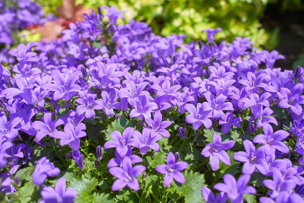 The Campanula muralis 15cm Pot features vibrant purple bellflowers in full bloom, nestled among lush green foliage, creating a striking display perfect for any sunlit garden.