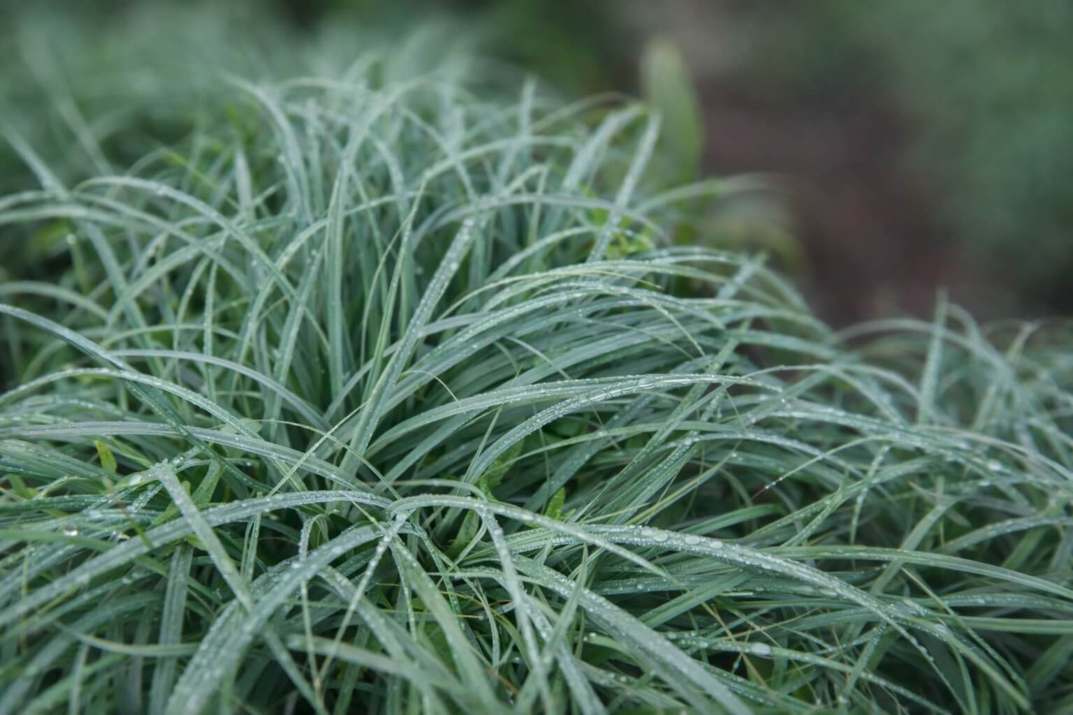 Close-up of green grass-like plant leaves with water droplets on the blades, set against a blurred natural background.