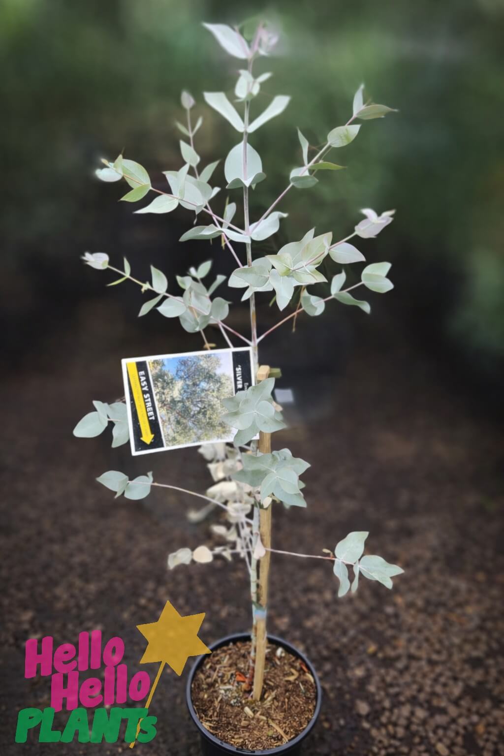A young Eucalyptus 'Silver Shadow' in an 8" pot with a label, shown on soil against a blurred background. The "Hello Hello Plants" logo appears in the lower left corner.
