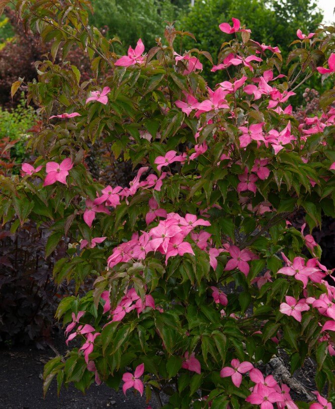 The Cornus 'Radiant Rose™' Dogwood in a 13" pot features green foliage and vibrant pink flowers, making it ideal for outdoor garden settings.