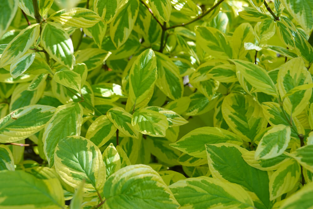 Sunlight highlights the green and yellow variegated foliage of the Cornus Spaethii 'Variegated Red Stemmed Dogwood' in a 13" pot.