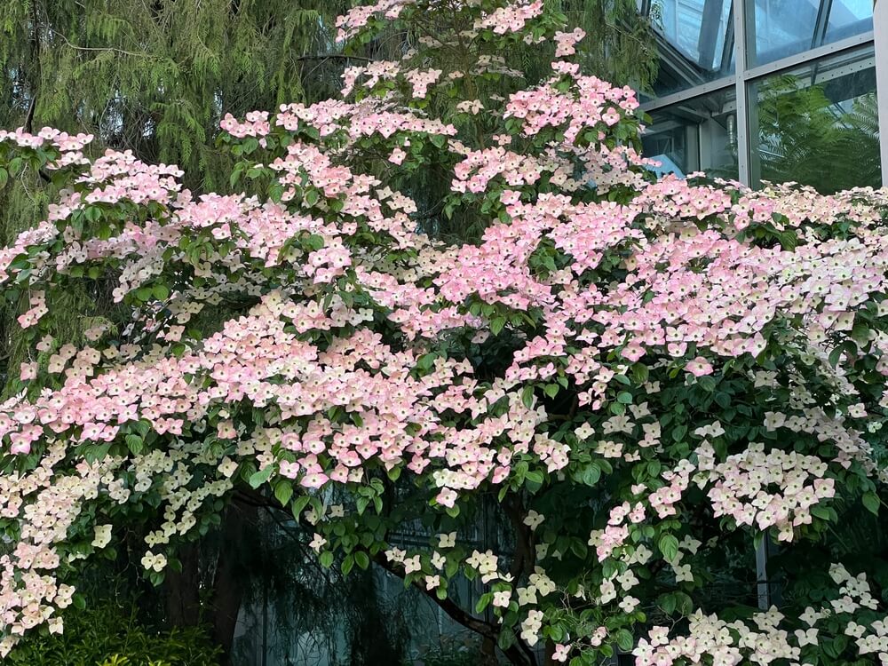 A Cornus 'Wolf Eyes' Dogwood in a 13" pot, adorned with clusters of pale pink and white flowers, sits outside a building with large glass windows.