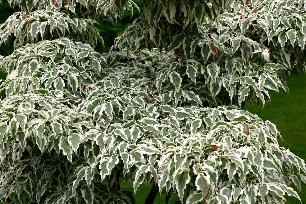 A close-up of Cornus 'Wolf Eyes' Dogwood in a 13" pot displays its dense, variegated green foliage with white edges, set against a blurred grassy background.