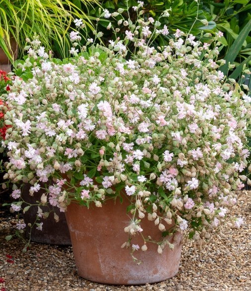 A terracotta pot filled with a dense cluster of small, pale pink flowers and green foliage, placed on a gravel surface in a garden setting.