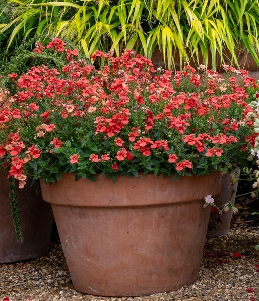 Large terracotta pot filled with dense clusters of small red and pink flowers, placed on gravel with green foliage in the background.