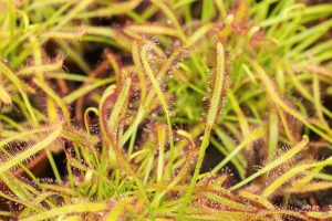 Close-up of Drosera 'Sundews' in a 7.5cm pot, showing long, narrow leaves with sticky hairs for trapping insects, next to Venus Flytraps with their distinctive jaw-like traps.