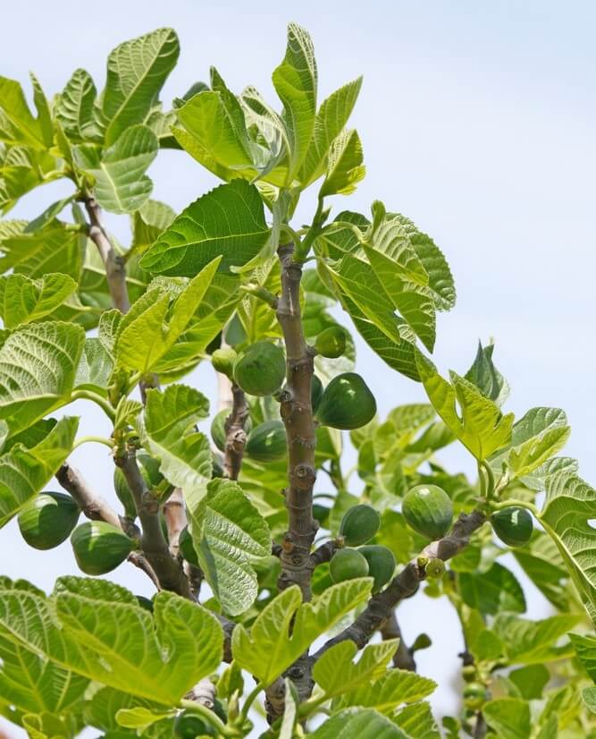 A Ficus 'Desert King' Fig Tree in an 8" pot, with large green leaves and unripe green figs on its branches, stands tall against a clear sky.
