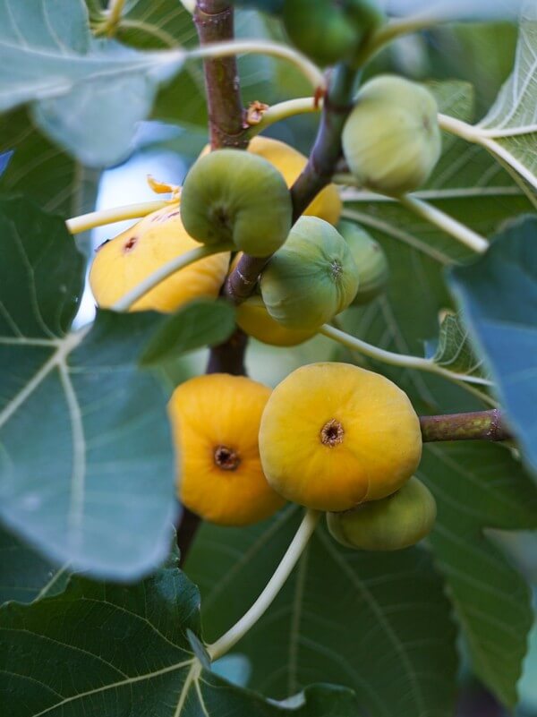 Cluster of ripe and unripe figs growing on a Ficus 'LSU Gold' Fig Tree in an 8" pot, surrounded by large green leaves.