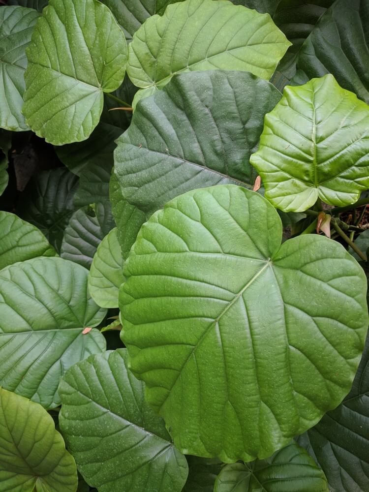Large, green, heart-shaped leaves with prominent veins overlap in the Ficus ‘Umbrella Tree Fig’ 8” Pot, forming a dense, leafy pattern.