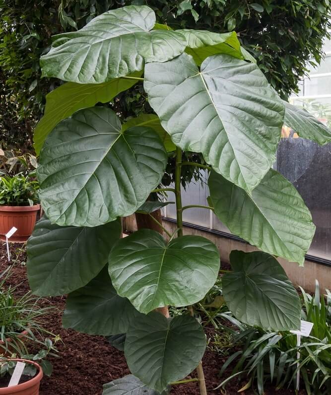 The Ficus ‘Umbrella Tree Fig’ in an 8” pot features large, broad green leaves and thrives among other potted plants in a garden border.