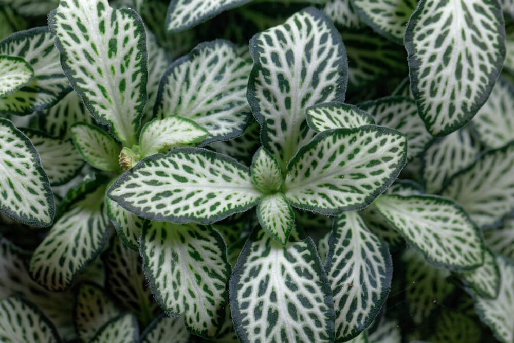 Close-up of the Fittonia ‘White’ Nerve Plant in a 5” pot, displaying its striking green leaves with white veins and distinct foliage patterns.