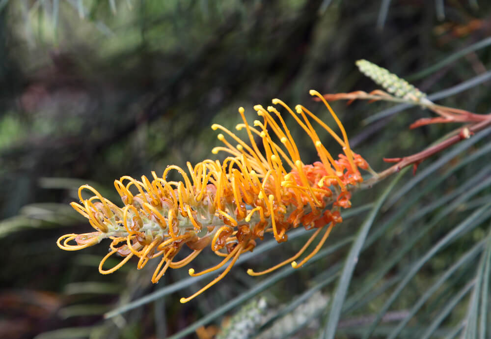 Close-up of Grevillea 'Winpara Sunrise' 6" Pot (Copy) flower, highlighting its yellow and orange tones with long, curved stamens set against green, needle-like foliage.
