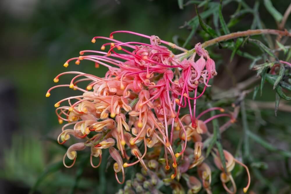 A close-up of a Grevillea 'Strawberry Smoothie' 10" Pot shows pink and orange curled petals with yellow tips against a blurred green background.
