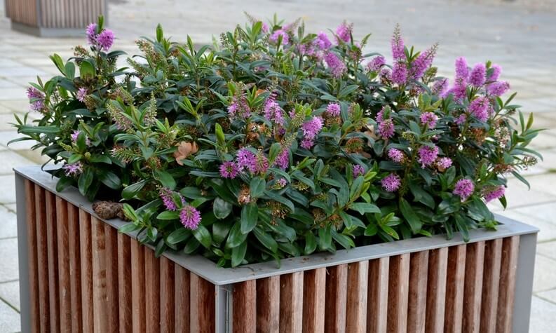 A wooden planter box filled with green leafy plants and clusters of small purple flowers, placed on a paved surface outdoors.
