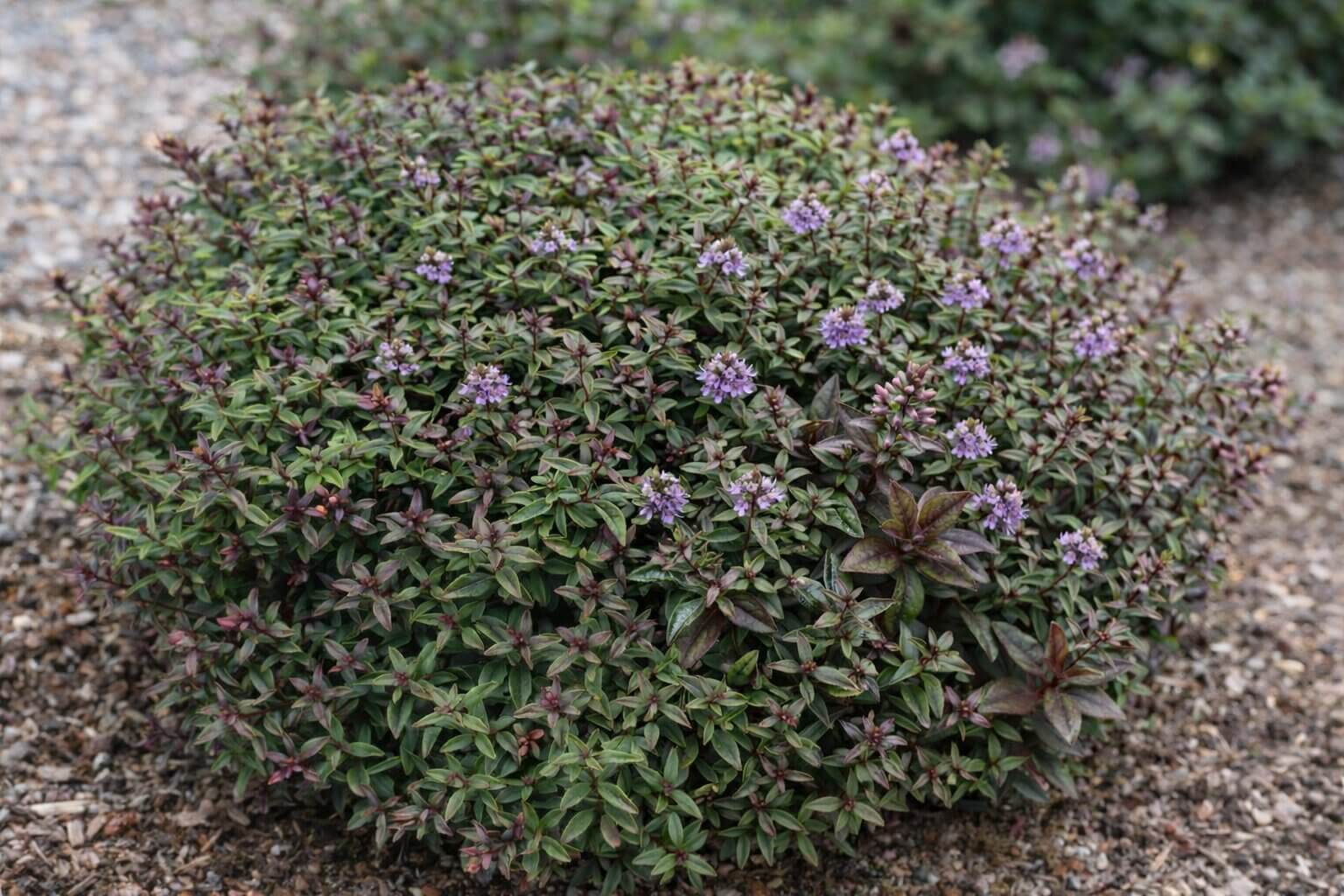 Hebe 'Chocolate Box™ Blueberry Truffle' 6" Pot