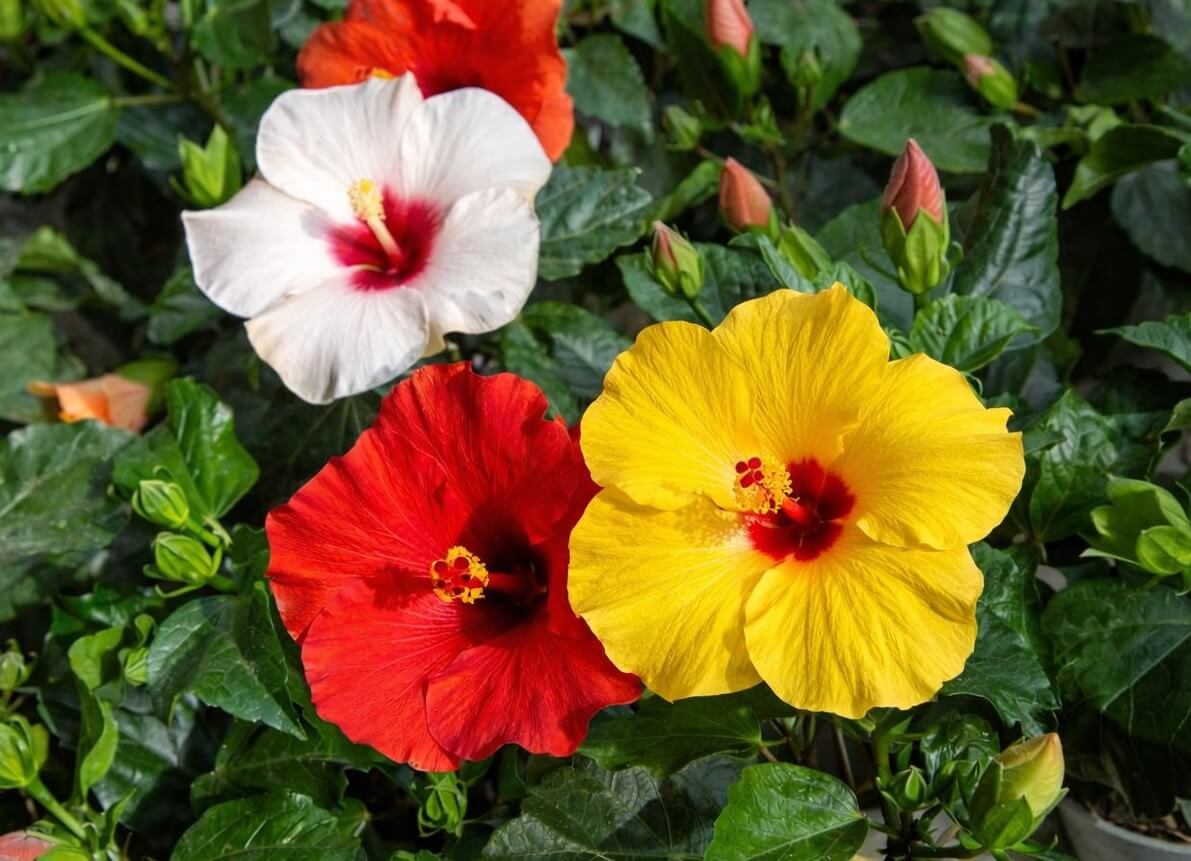 mixture of tropical hibiscus flowers with green leaves and yellow red and white flowers