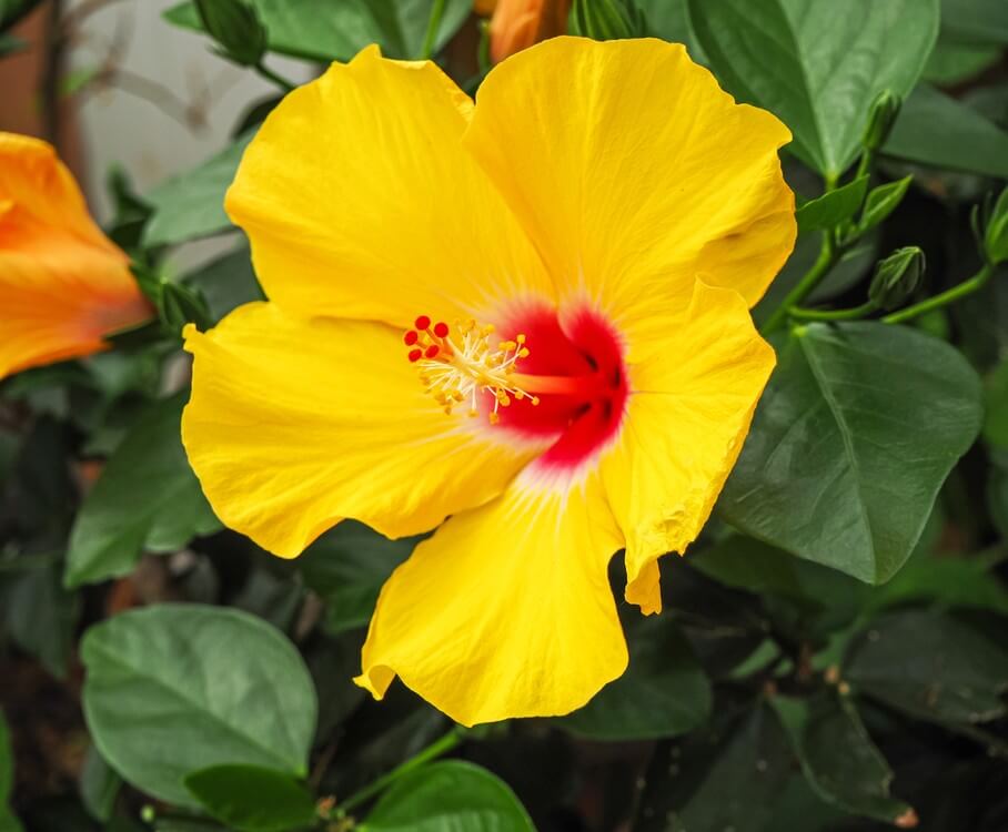 A yellow hibiscus flower with a red centre is surrounded by green leaves and flower buds.