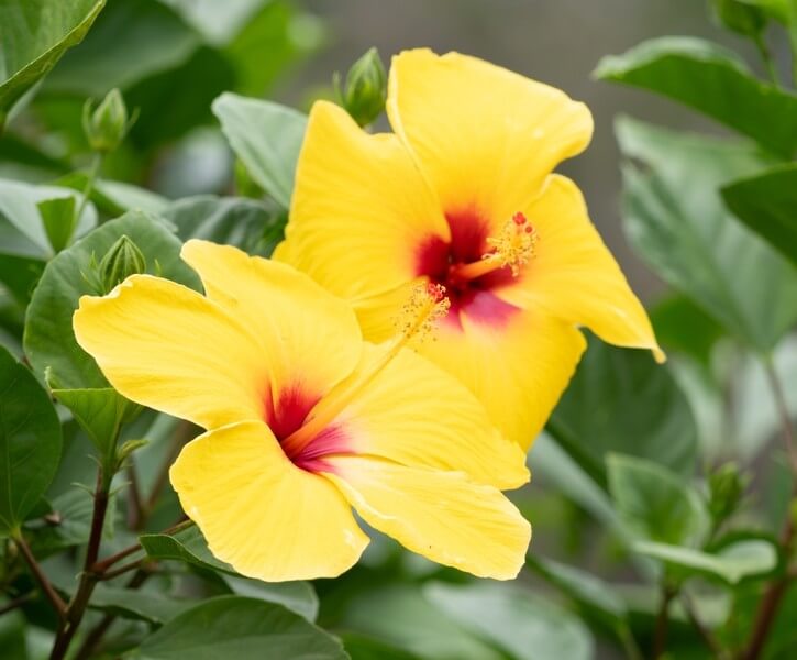 Two yellow hibiscus flowers with red centres are blooming among green leaves.