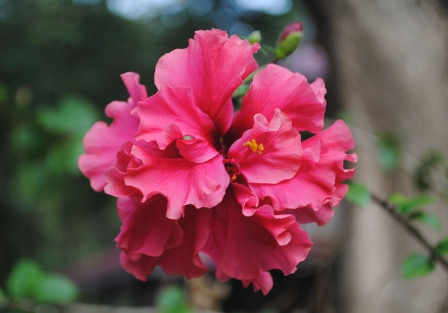 Close-up of a vibrant pink hibiscus flower with ruffled petals and a yellow stamen, set against a blurred green and brown background.